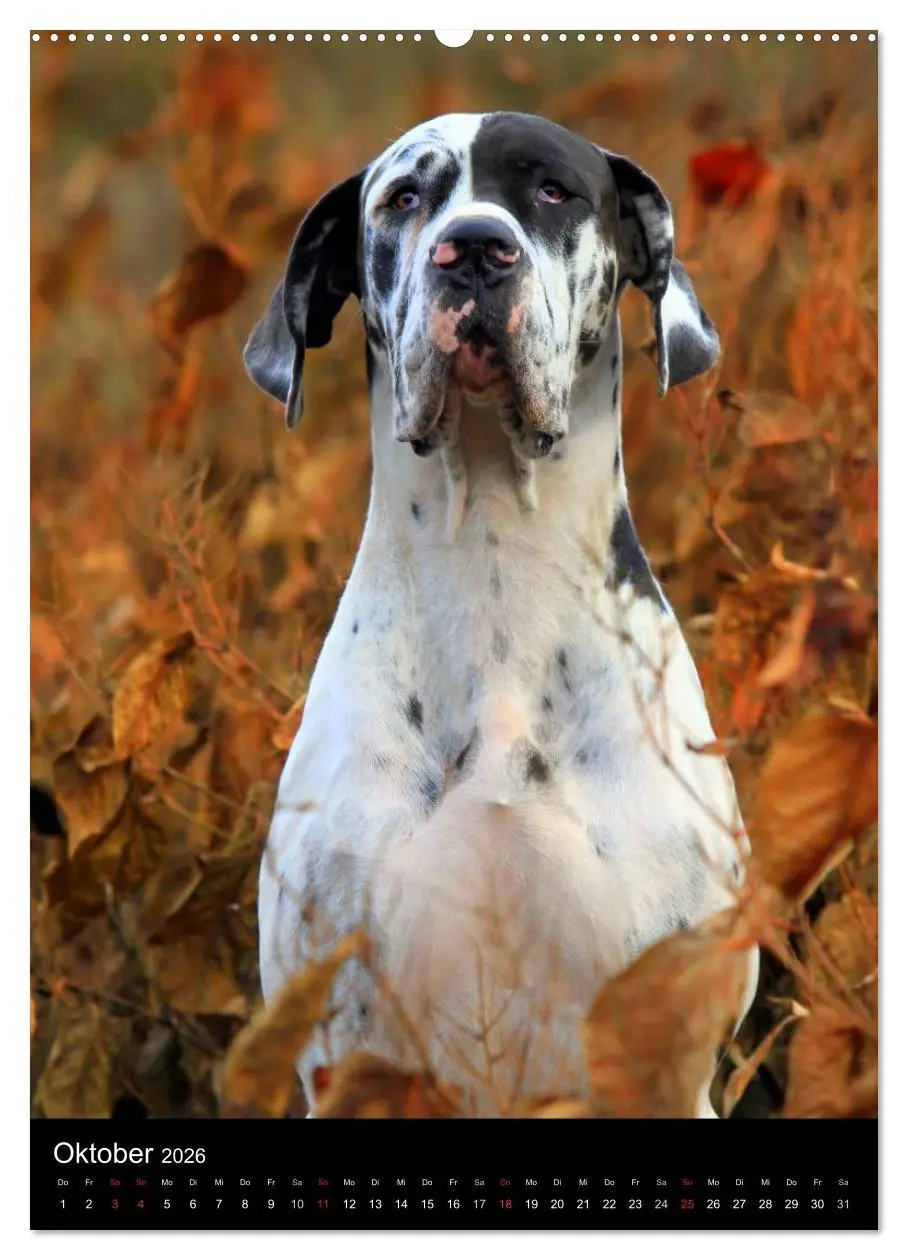 Bild: 9783516428162 | Faszination Deutsche Dogge (Wandkalender 2026 DIN A2 hoch),...